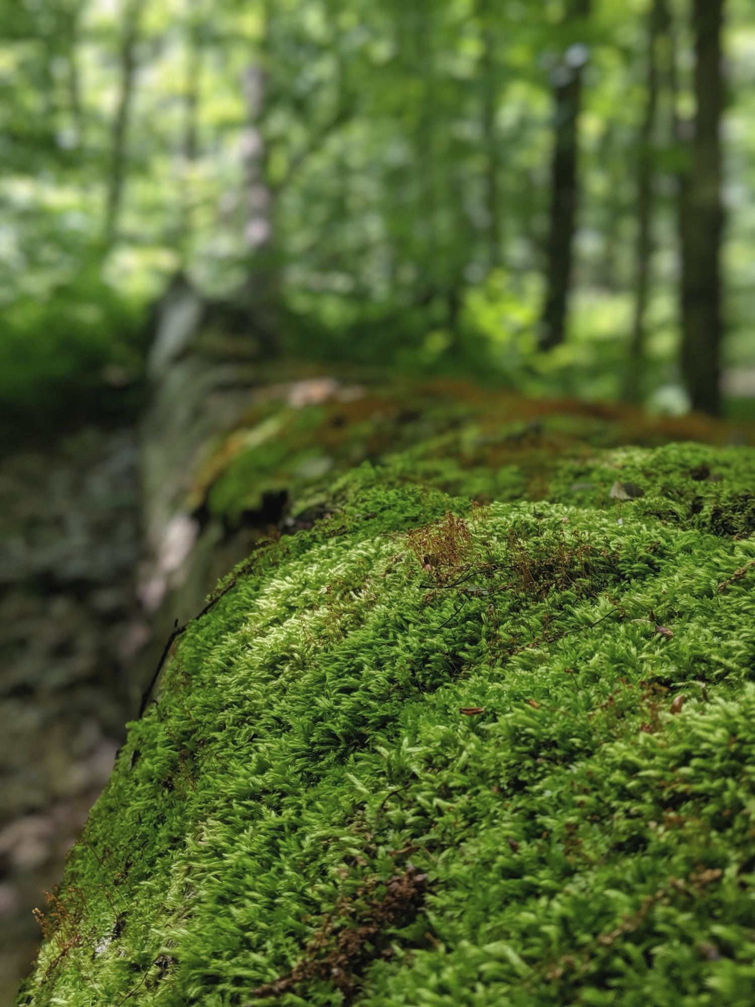 Close-up of soft green moss on a rock